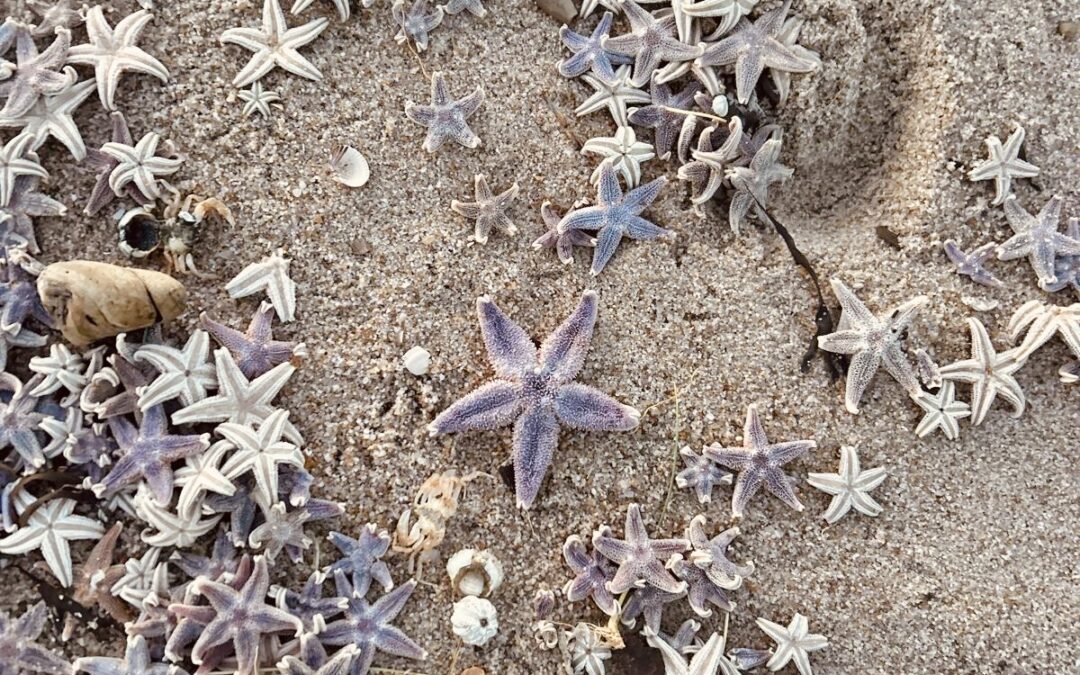 Seesterne am Sylter Strand